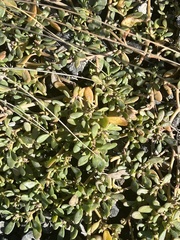 Sesuvium maritimum