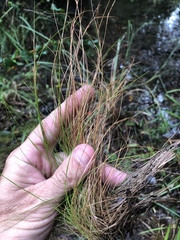 Rhynchospora filifolia