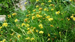 Limbarda crithmoides