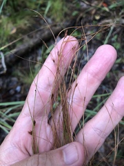 Rhynchospora filifolia