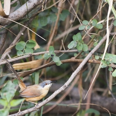 Prinia socialis