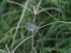 Pseudozizeeria maha okinawana
