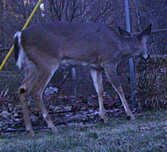 Odocoileus virginianus
