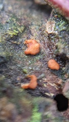 Trichoderma minutisporum