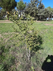 Ulmus minor