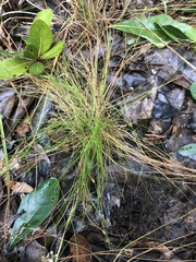 Rhynchospora filifolia