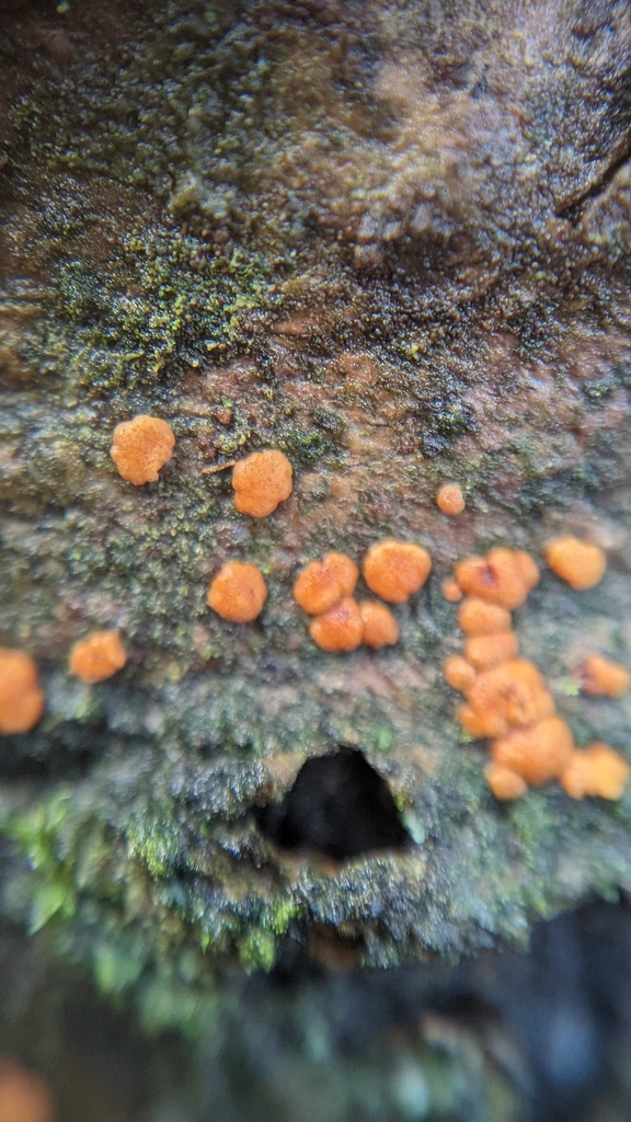 Trichoderma europaeum