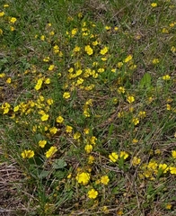 Potentilla incana