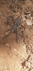 Schizocosa malitiosa