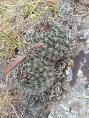Coryphantha clavata