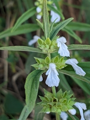Leucas lavandulifolia
