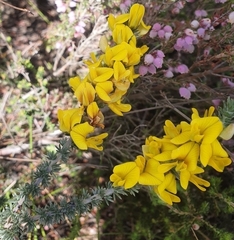 Aspalathus laricifolia