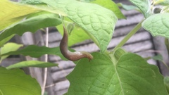 Ambigolimax valentianus