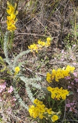 Aspalathus laricifolia
