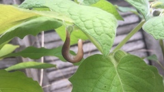 Ambigolimax valentianus