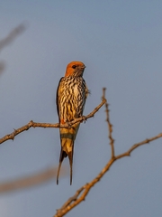 Cecropis abyssinica