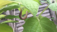 Ambigolimax valentianus