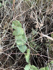 Acourtia nana