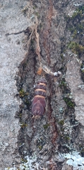Lymantria dispar