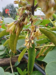 Cestrum