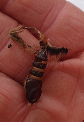 Lymantria dispar