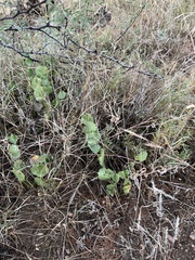 Acourtia nana
