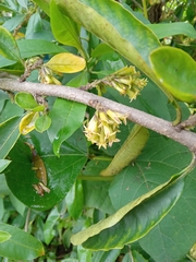 Cestrum
