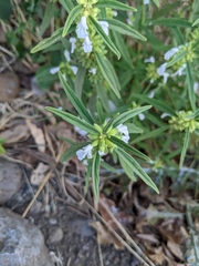 Leucas lavandulifolia