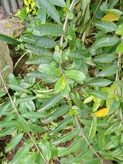 Cestrum