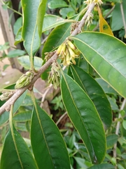 Cestrum