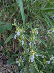 Leucas lavandulifolia