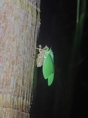 Cystosoma saundersii
