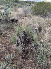 Yucca baccata brevifolia
