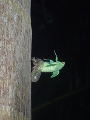 Cystosoma saundersii