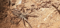 Schizocosa malitiosa