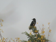 Corvus cornix × corone