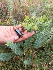 Tithymalus