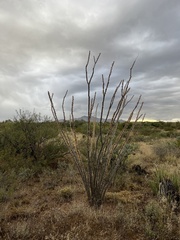 Fouquieria splendens splendens