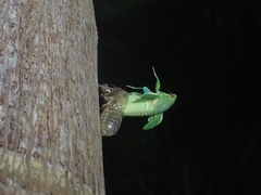 Cystosoma saundersii