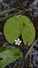 Nymphoides