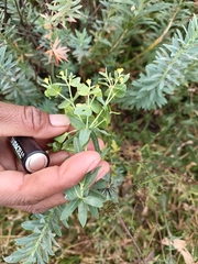 Tithymalus