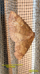Sarobides inconclusa