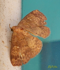 Sarobides inconclusa