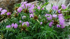 Dianthus rupicola