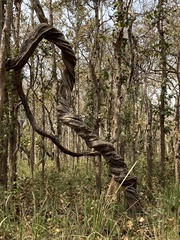 Spatholobus parviflorus