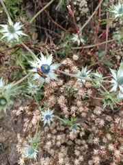 Eryngium