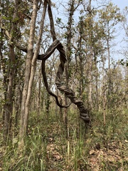 Spatholobus parviflorus