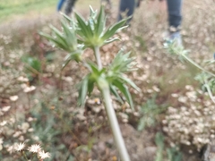 Eryngium