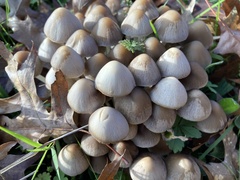 Psathyrella longipes