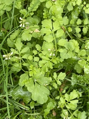 Cardamine